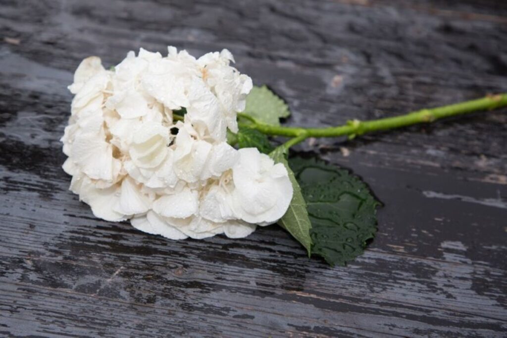 willoughby florist