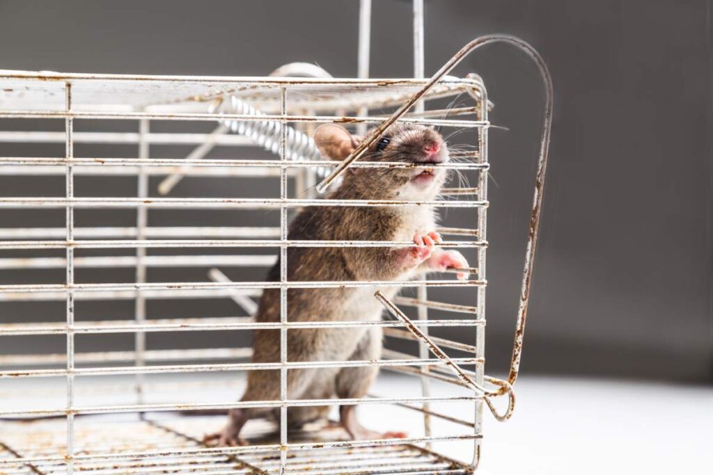 Rodent Removal Sydney: Protect Your Home from Costly Damage